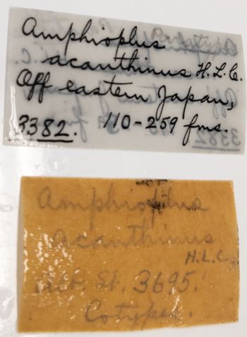 Media type: image;   Invertebrate Zoology OPH-3382 Aspect: labels